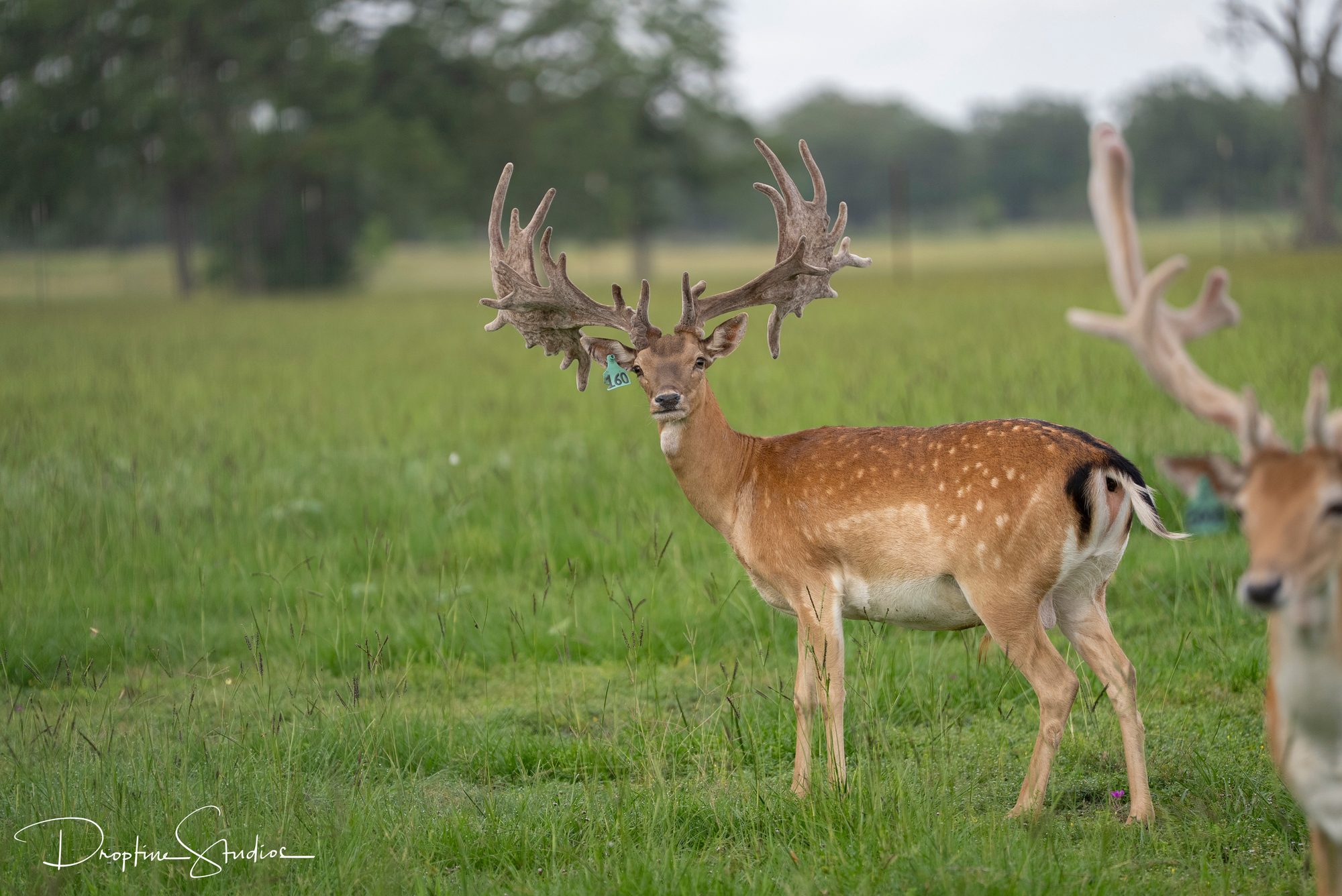 Spotted fallow buck broadside in the pasture