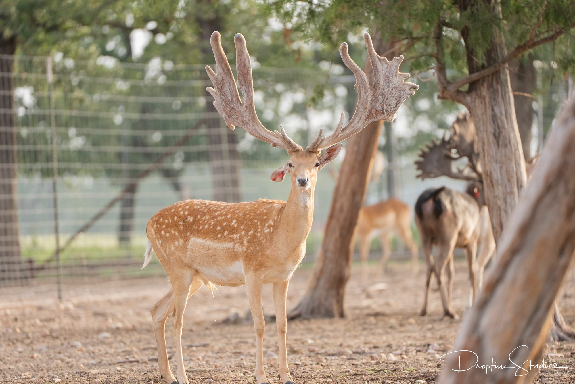 Fallow buck in velvet under the cedars at first light