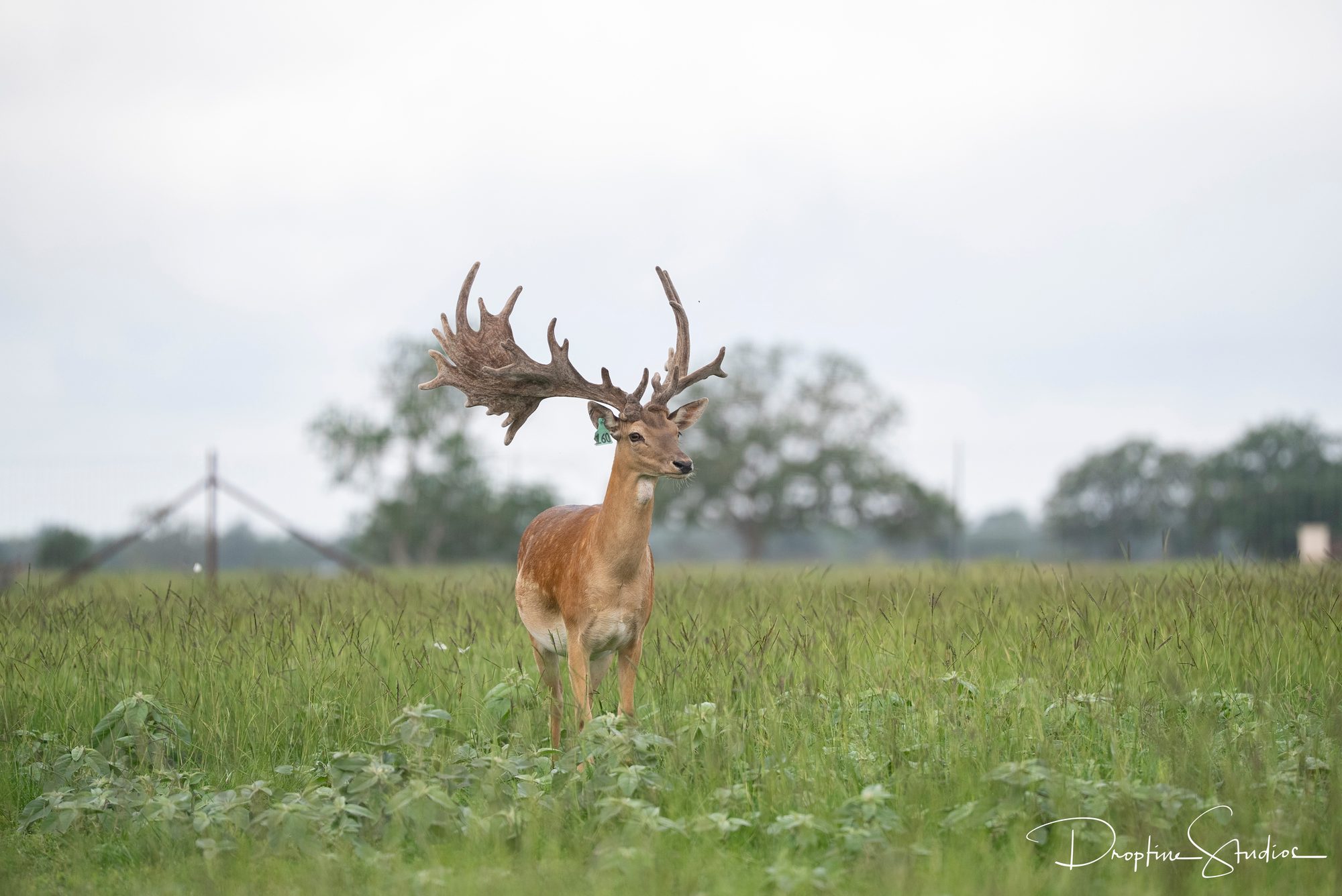 Fallow buck standing in an open green pasture